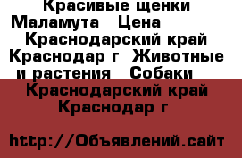 Красивые щенки Маламута › Цена ­ 30 000 - Краснодарский край, Краснодар г. Животные и растения » Собаки   . Краснодарский край,Краснодар г.